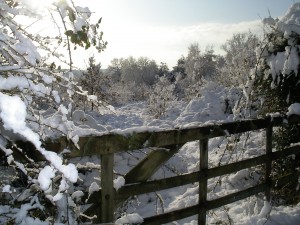 The field of winter dreams