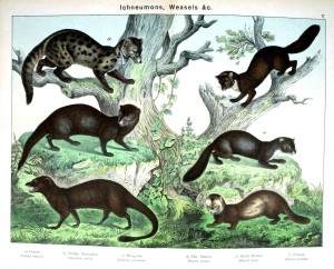 Animal - Woodland - Weasels, various